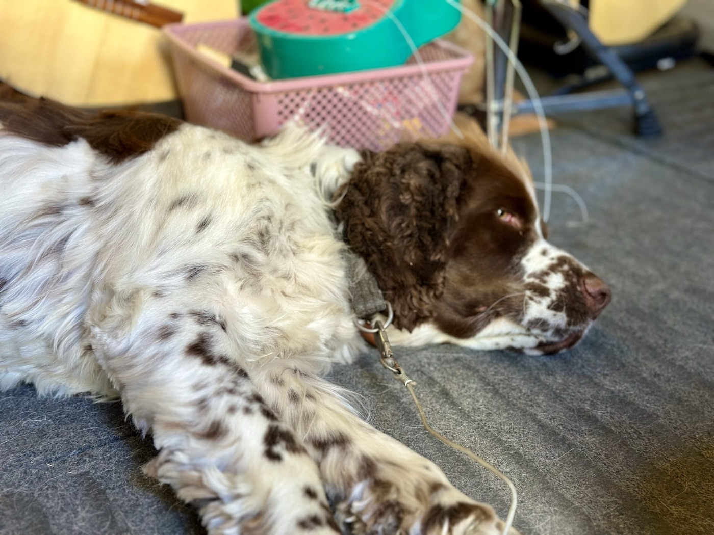 Hunden Poffe vilar i butiken